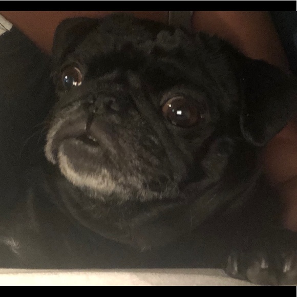 Meet your Posher, Baley - Picture 1 of 1